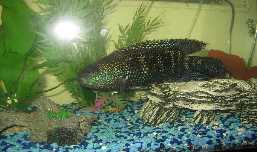 Rated #150: Freshwater Fish - Nandopsis Octofasciatum - Jack Dempsey Stocking In 45 Gallons Tank - Jack Dempsy, (large)