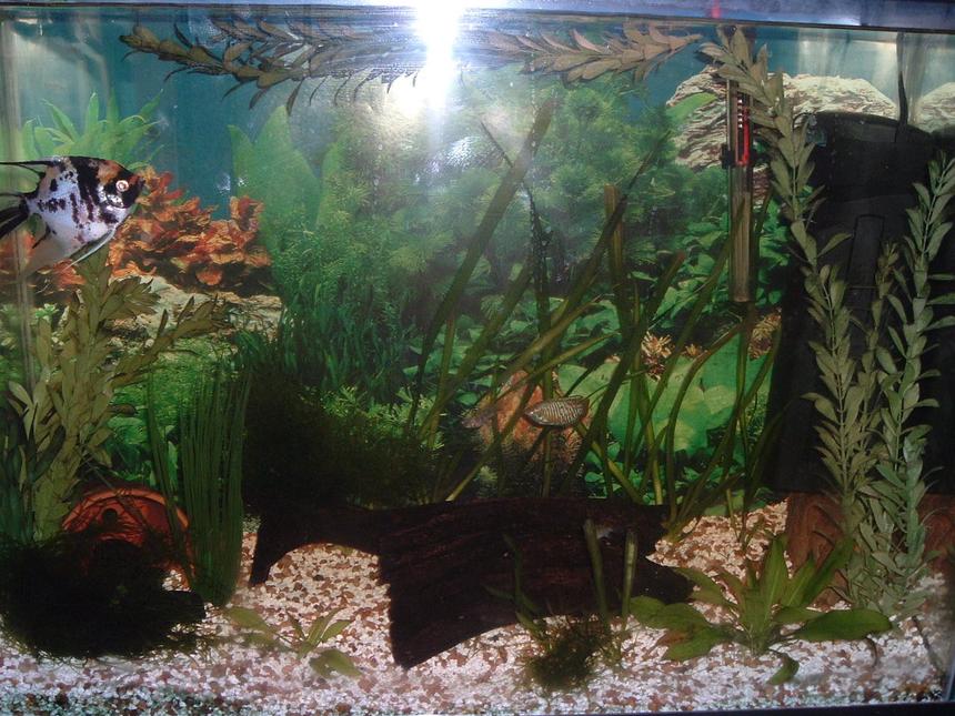 Rated #2011: Planted Tank - My 37 Gallon Planted Amazon