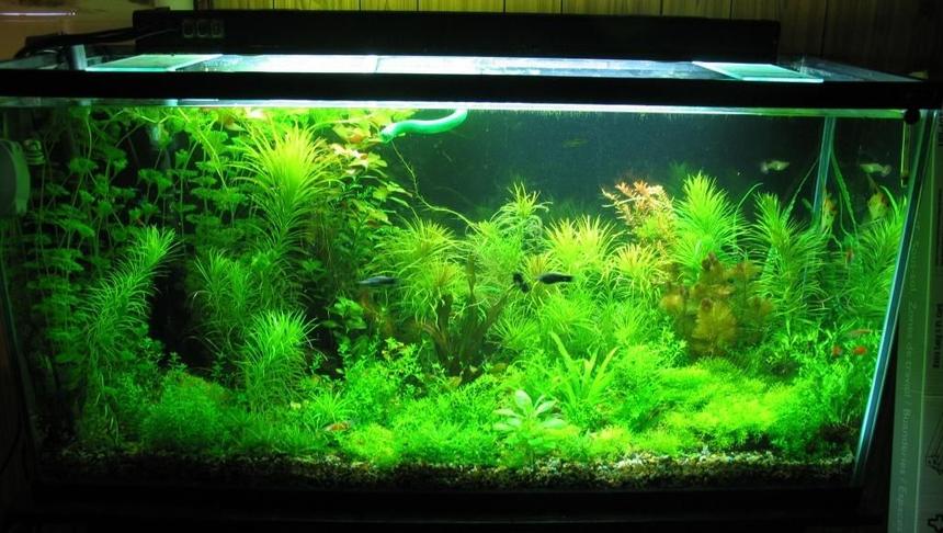 Rated #43: 77 Gallons Planted Tank - 77 gallon , 2.5wpg, diy c02,