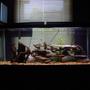 fish tank picture - Frontosa Tank.