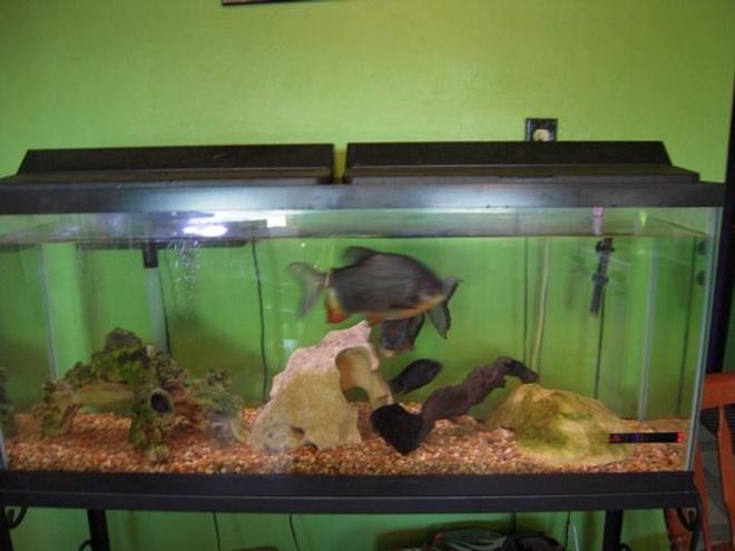 125 gallons freshwater fish tank (mostly fish and non-living decorations) - Two Pacu, Convict.