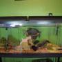 125 gallons freshwater fish tank (mostly fish and non-living decorations) - Two Pacu, Convict.