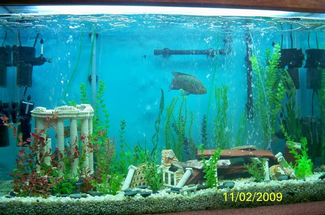 120 gallons freshwater fish tank (mostly fish and non-living decorations) - 120 gal South American Cichlid Tank