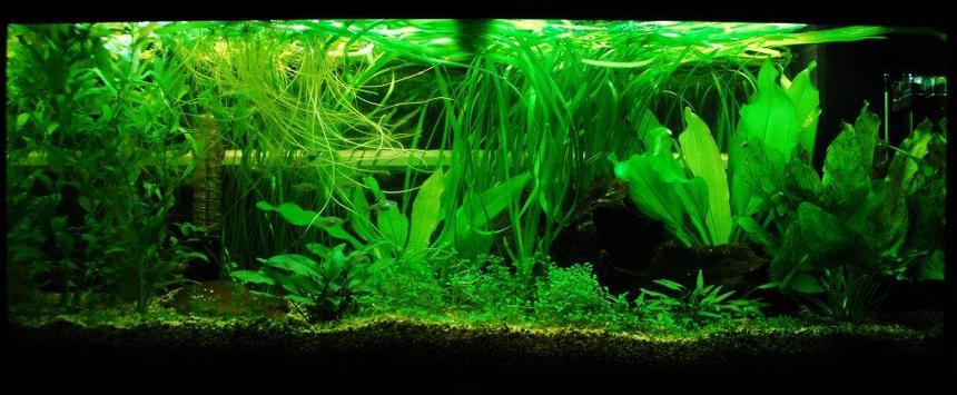Rated #38: 57 Gallons Planted Tank - My first every fish tank - a 57g Juwel Rio 240 - you have no idea how much grief his tank has given me :o)