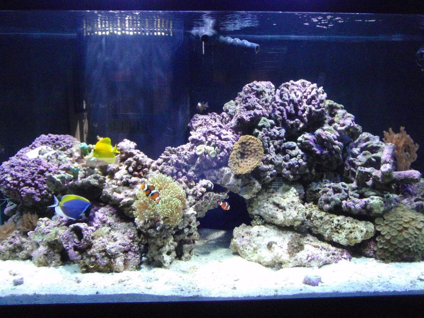 Rated #105: 90 Gallons Reef Tank - Just setup 01/2009. Slowly adding corals...
