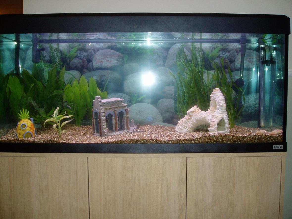 240 gallons planted tank (mostly live plants and fish) - First decent sized tank had a tiny tank before this. Just got a few plants and some small fish,,,