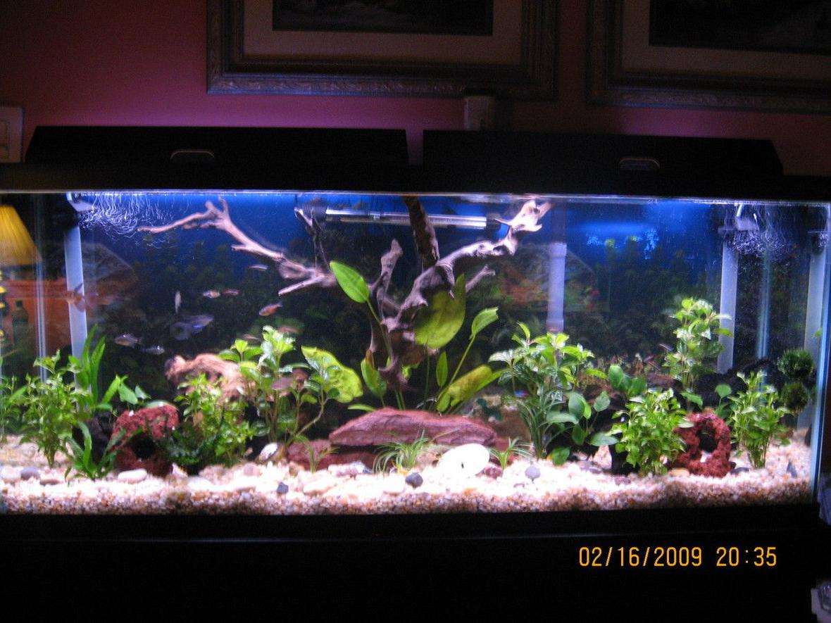 55 gallons planted tank (mostly live plants and fish) - 55 gallon planted with fish