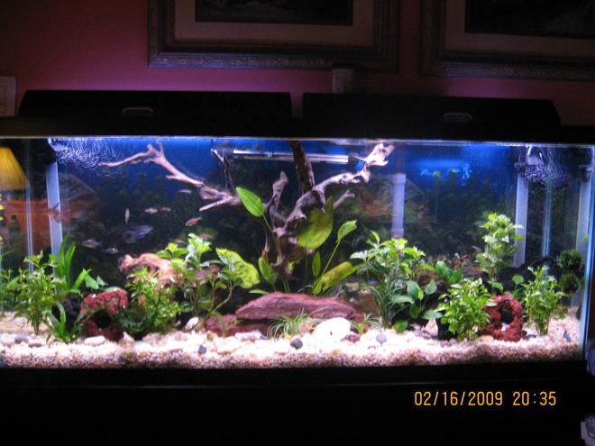 55 gallons planted tank (mostly live plants and fish) - 55 gallon planted with fish