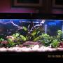 55 gallons planted tank (mostly live plants and fish) - 55 gallon planted with fish