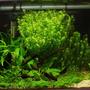 15 gallons planted tank (mostly live plants and fish) - 60 x 30 x 30cm - 60l/ 15g - 36w PC T5 (2.7wpg) - 3ml tropica plant nutrition+ daily - pressurized CO2 via 2kg cannister (35ppm) - fluval 205 external