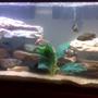 55 gallons freshwater fish tank (mostly fish and non-living decorations) - my cichlid tank; right now has 2 oscars, 4 convicts, 2 jack dempsey, 2 rainbow shark and an algae eater