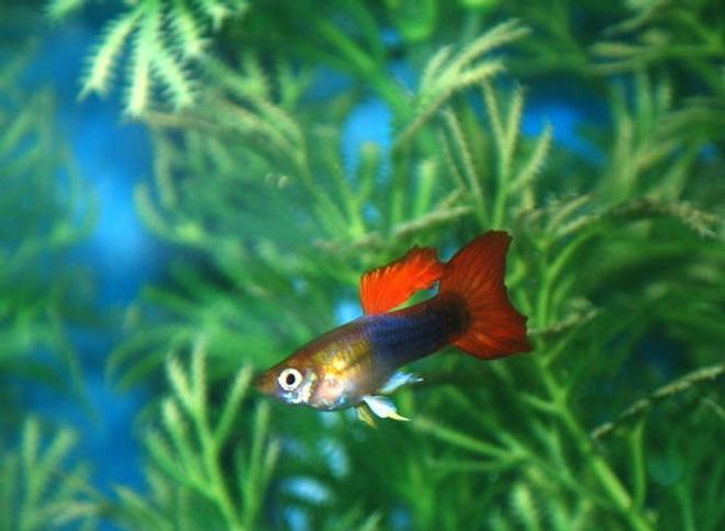 freshwater fish - poecilia reticulata - orange sunshine guppy stocking in 29 gallons tank - my first tank