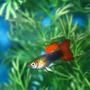 freshwater fish - poecilia reticulata - orange sunshine guppy stocking in 29 gallons tank - my first tank