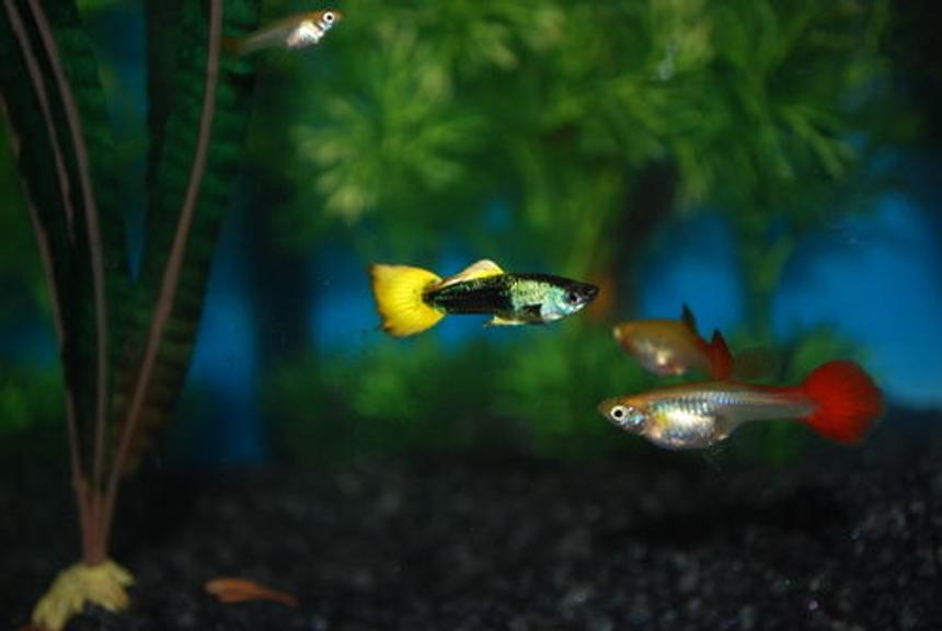 Rated #754: Freshwater Fish - Poecilia Reticulata - Orange Sunshine Guppy Stocking In 29 Gallons Tank - My First tank