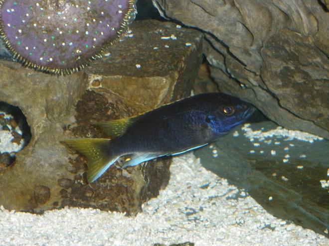 freshwater fish - pseudotropheus acei - acei cichlid stocking in 120 gallons tank - ACEI