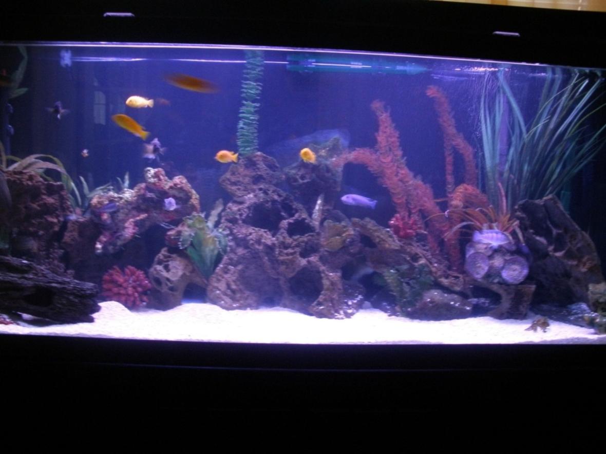 120 gallons freshwater fish tank (mostly fish and non-living decorations) - 120gl 16 malawi cichlids