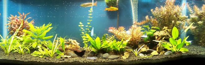 20 gallons planted tank (mostly live plants and fish) - 20 Gallon Long,  4*23 watt CFL Daylight bulbs