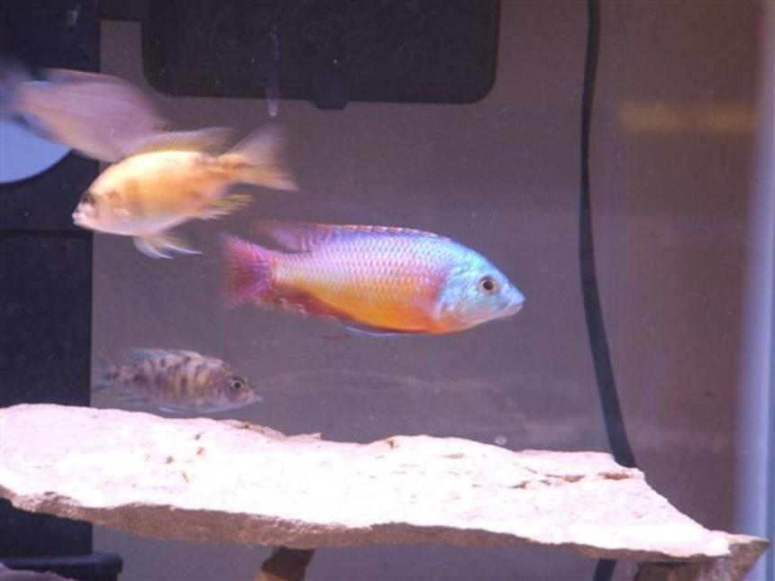 Rated #128: Freshwater Fish - Protomelas Taeniolatus - Red Empress Stocking In 75 Gallons Tank - Red Epress