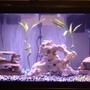 75 gallons freshwater fish tank (mostly fish and non-living decorations) - 75gal