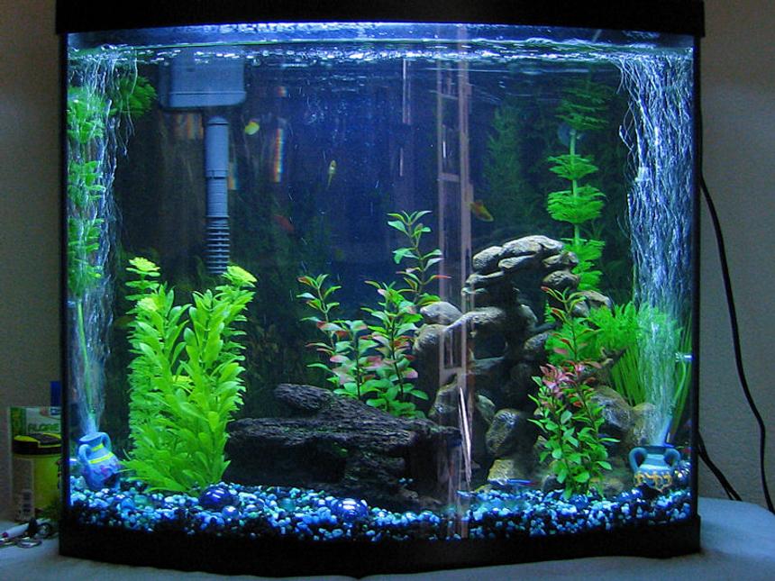 Rated #1368: 28 Gallons Freshwater Fish Tank - 28 Gal Bowfront with artificial plants (for now!)....You can even see one of my Oto's on the glass...haha.