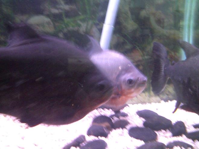 freshwater fish - pygocentrus nattereri - redbellied pirhana stocking in 75 gallons tank - my old piranhas
