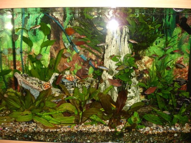 30 gallons planted tank (mostly live plants and fish) - tank established for two years now. we also have marine lights in the tank which come on in the evening creating a wonderful effect.