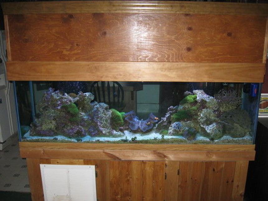 Rated #122: 125 Gallons Reef Tank - this is my 125 gallon reef tank. hope you like it.