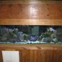 125 gallons reef tank (mostly live coral and fish) - this is my 125 gallon reef tank. hope you like it.