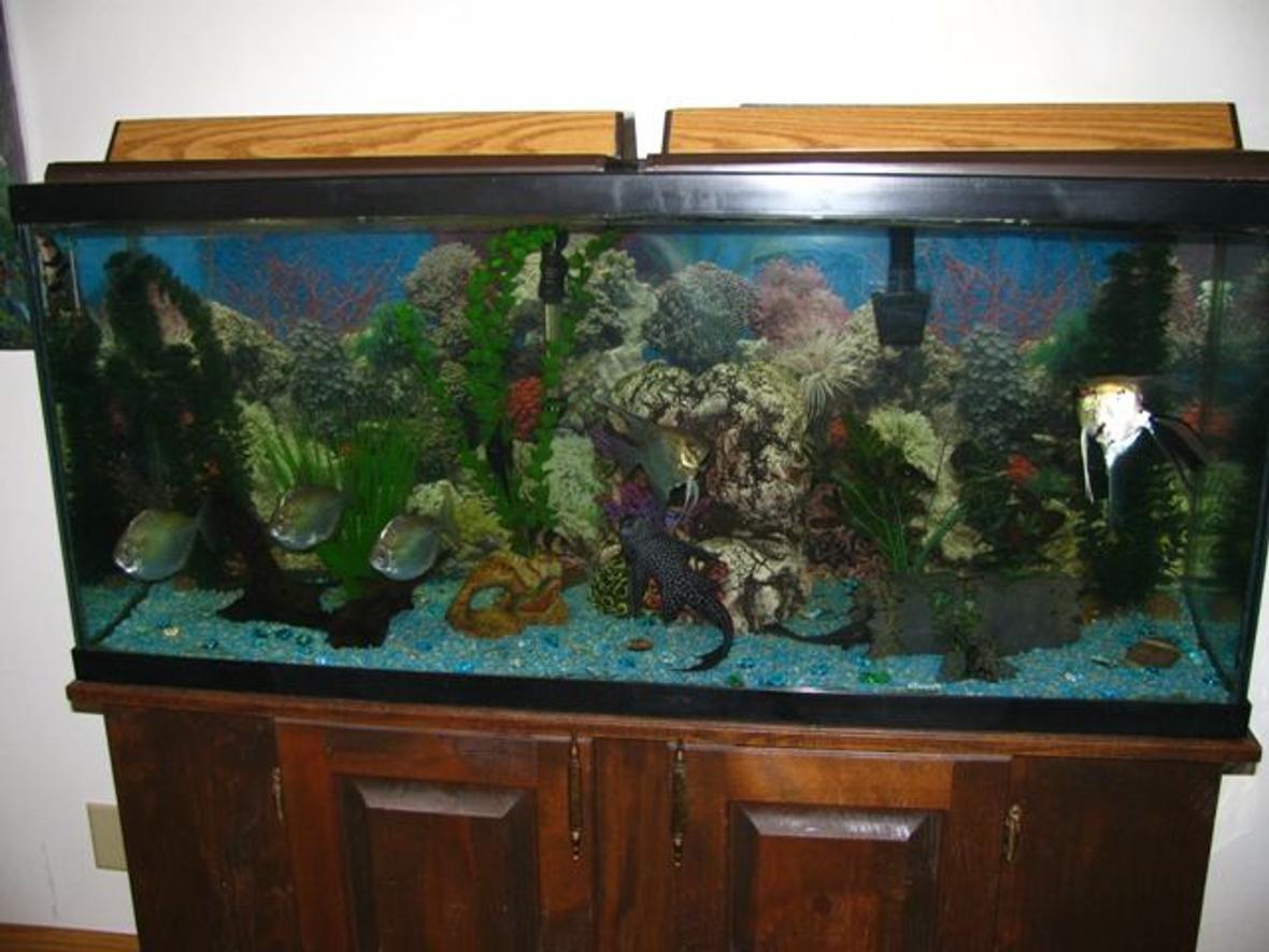 55 gallons freshwater fish tank (mostly fish and non-living decorations) - My 55 gallon