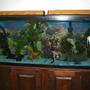 55 gallons freshwater fish tank (mostly fish and non-living decorations) - My 55 gallon