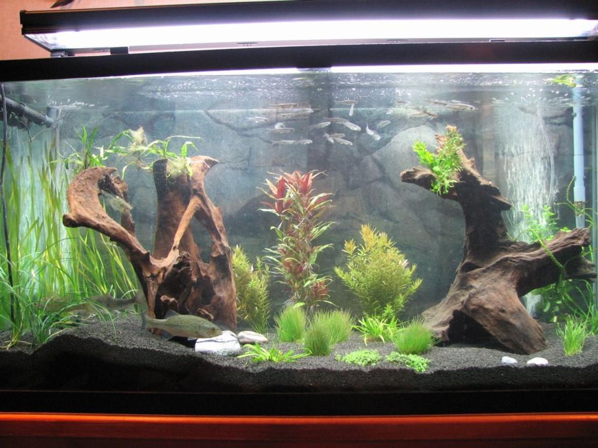 90 gallons planted tank (mostly live plants and fish) - 90 gal, native fish
