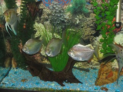 freshwater fish - metynnis argenteus - silver dollar stocking in 55 gallons tank - silver dollars hanging out