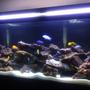 55 gallons freshwater fish tank (mostly fish and non-living decorations) - Malawi Lace Tank