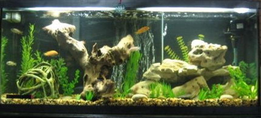 Rated #89: 55 Gallons Freshwater Fish Tank - Our 55 Gal. Cichlid tank. Added petrified wood and some other rock formations. Also use a bubble wall, which the fish love.