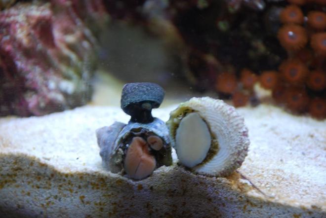 corals inverts stocking in 55 gallons tank - Snails