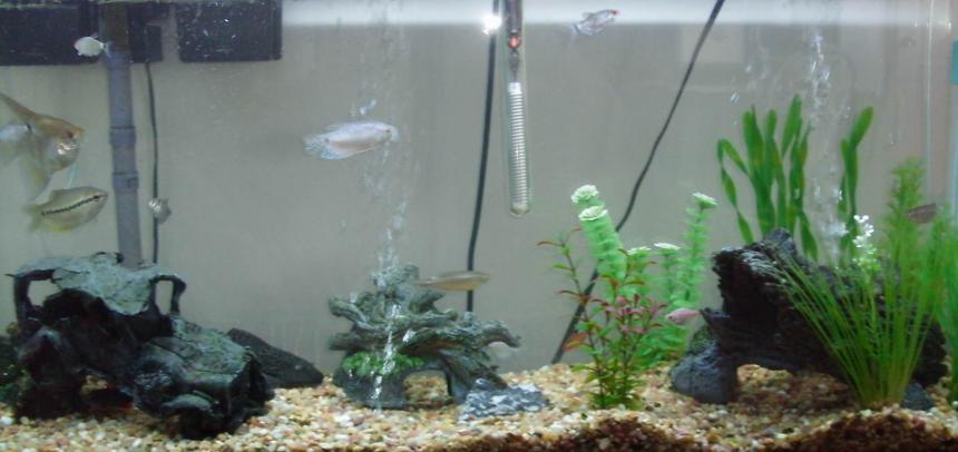 Rated #3383: 55 Gallons Freshwater Fish Tank - my first tank
