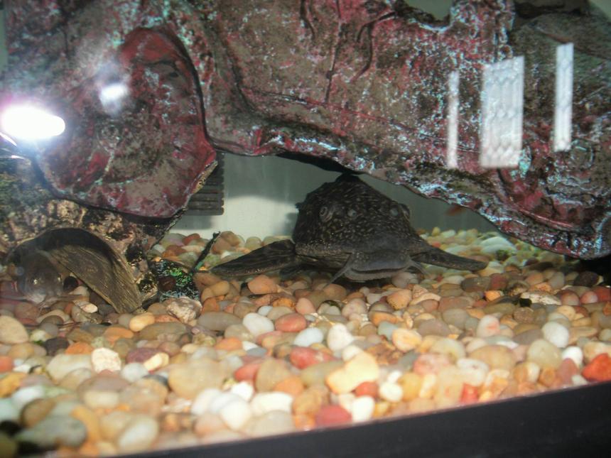 Rated #224: Freshwater Fish - Glyptoperichthys Gibbiceps - Sailfin Pleco (l-83) Stocking In 55 Gallons Tank - One of my alge eaters, and a cory cat hiding in the small log on the left.