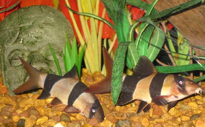 freshwater fish - botia macracantha - clown loach stocking in 65 gallons tank - Pair of Clown Loaches on patrol