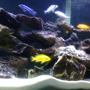 freshwater fish - labidochromis caeruleus - electric yellow cichlid stocking in 55 gallons tank - Malawi Lace Tank (close-up)