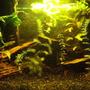 20 gallons planted tank (mostly live plants and fish) - 20 gallon planted with aponogeton bulbs,red ludwigia,hornwort,moneywort and a brazilian sword..some driftwood, a slate cave...and moonlight.7 neons, 1 male and 1 female kribensis.