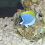 saltwater fish - acanthurus leucosternon - powder blue tang stocking in 75 gallons tank - Powder Blue Tang