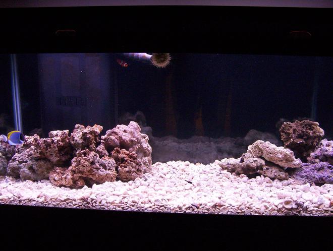 75 gallons saltwater fish tank (mostly fish, little/no live coral) - Just 6 weeks old
