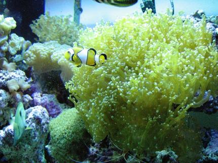 saltwater fish - amphiprion percula - true percula clownfish stocking in 75 gallons tank - my fish 1