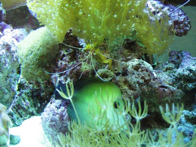 corals inverts - undescribed zoanthid - colony polyp, yellow stocking in 75 gallons tank - my sea horse