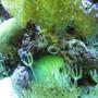 corals inverts - undescribed zoanthid - colony polyp, yellow stocking in 75 gallons tank - my sea horse
