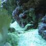 saltwater fish - corythoichthys sp. - dragonface pipefish stocking in 75 gallons tank - Pipe fish