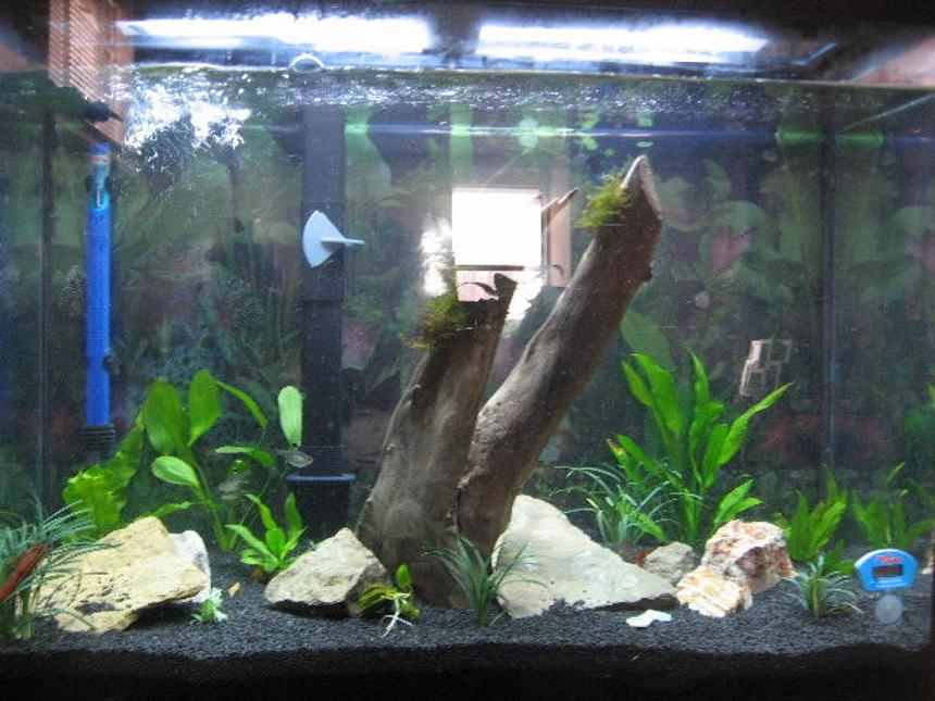 Rated #216: 40 Gallons Planted Tank - my tank