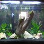 40 gallons planted tank (mostly live plants and fish) - my tank