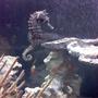 saltwater fish - hippocampus erectus - black seahorse stocking in 30 gallons tank - My female horse, Cookie (Short for 'Tough Cookie'- That she is!) with Mr.Narwhal in the background
