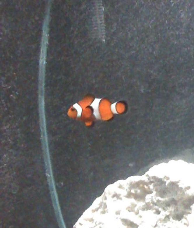 saltwater fish - amphiprion percula - true percula clownfish stocking in 30 gallons tank - My False Percula Clown, Critter